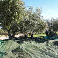 Olive harvest