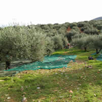 Olive harvest 8