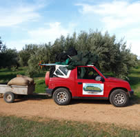 Olive harvest 9