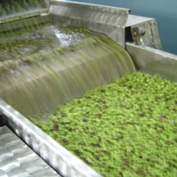 Olive pressing 3